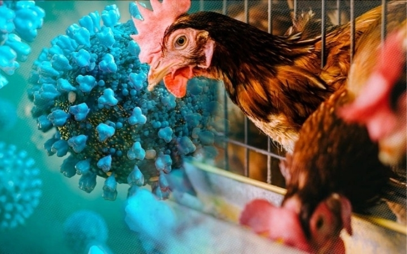 Cách phòng bệnh hiệu quả cho trang trại chăn nuôi gà