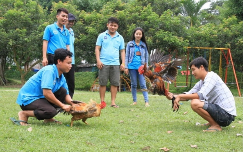Lịch sử và nét đẹp văn hóa trong trò chơi dân gian đá gà