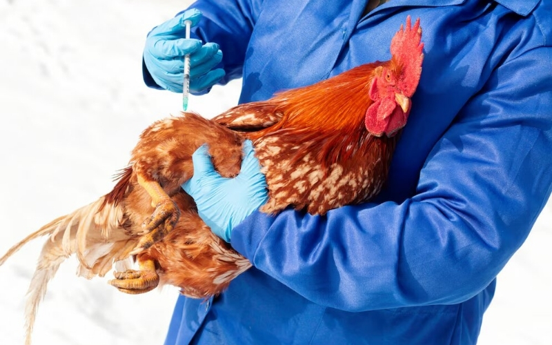 Quy trình tiêm vacxin và sử dụng thuốc phòng bệnh khoa học