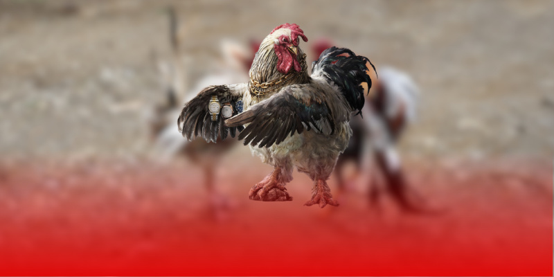 Người chơi chú ý các hành vi bị cấm, tránh vi phạm