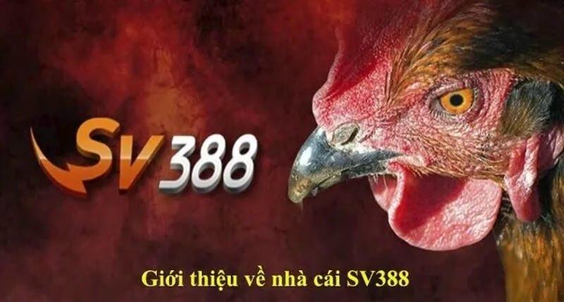 Nhà cái SV388 - Sân chơi đá gà trực tuyến uy tín hàng đầu châu Á